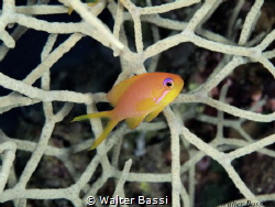 Baby anthias by Walter Bassi 